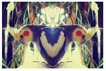kaleidoscope bird