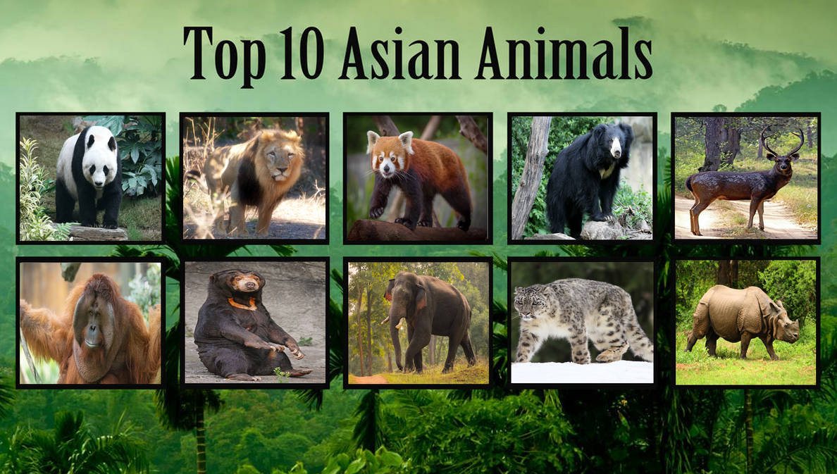 My Top 10 Asian Animals by jacobyel on DeviantArt