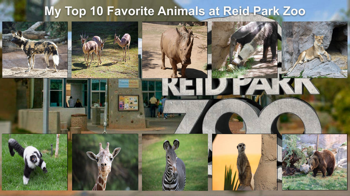 Most Rizz Animals My Top 10 Favorite Animals at RPZ by jacobyel on DeviantArt