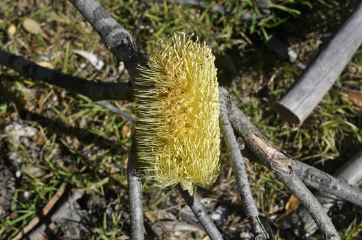 Yellow Bottle Brush