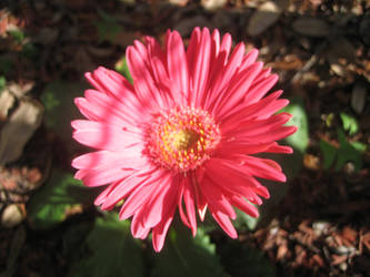 Pink Daisy