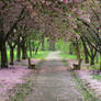 Pretty Path 1