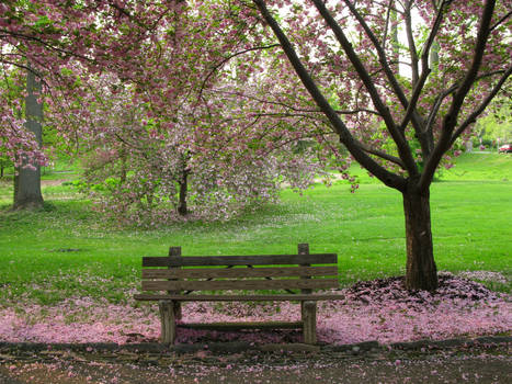 Park Bench 1