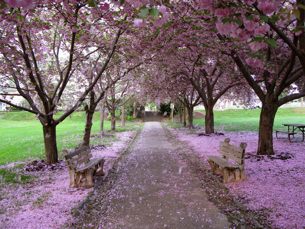 Petal Shower