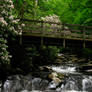 TN Forest 2