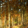 Colorful Forest 8