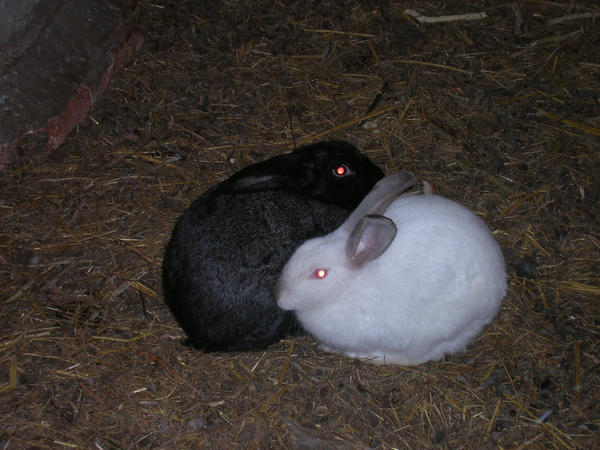Rabbit by Lizzed75 on DeviantArt