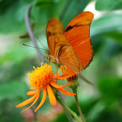 Butterly on Flower