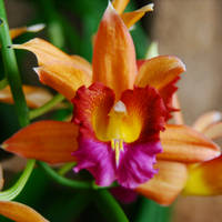 Orchid I