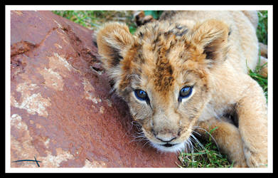 Lion Cub