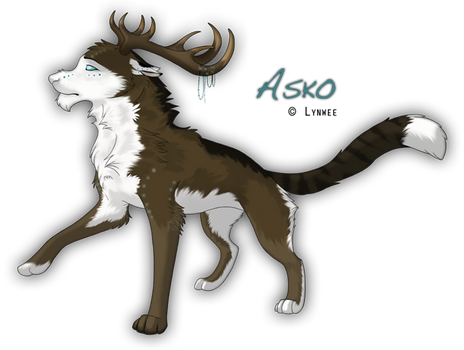 Asko version dog