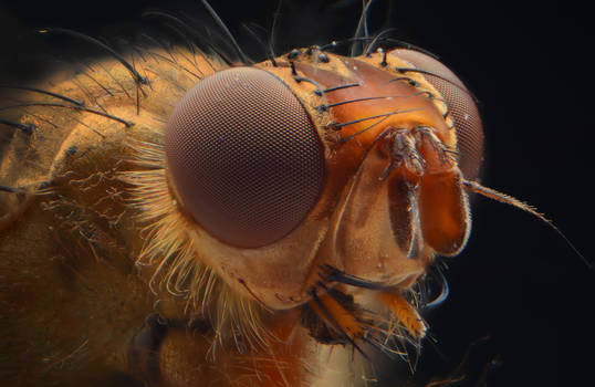 Dung fly Stack