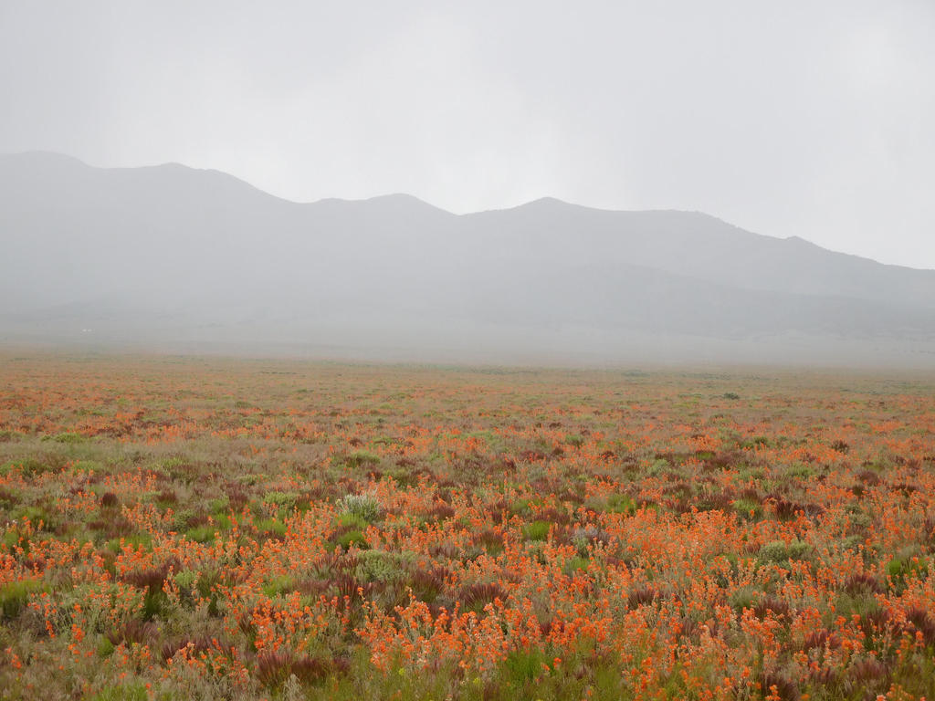 Flowering Fog