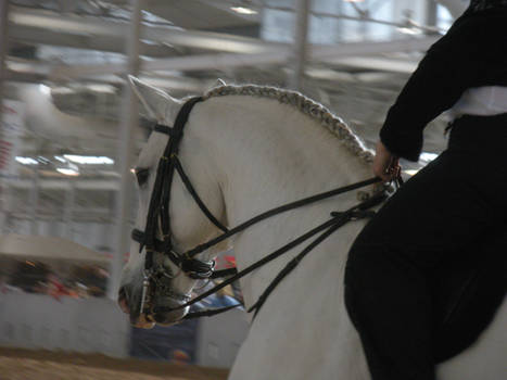 White Lipizzaner Stock 1