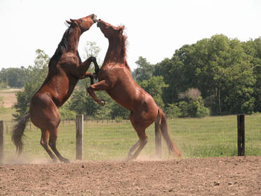 Rearing Horse Stock 3