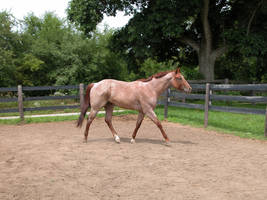 Red Roan Stallion Stock 2