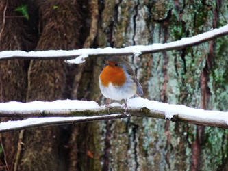 Hello mister robin