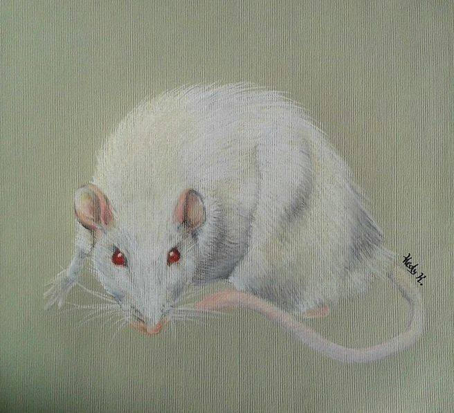 Lab Rat Deviantart Lab rat by amani92 on DeviantArt