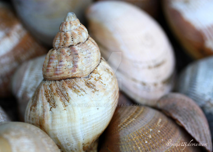 Shells by Svenja123 on DeviantArt