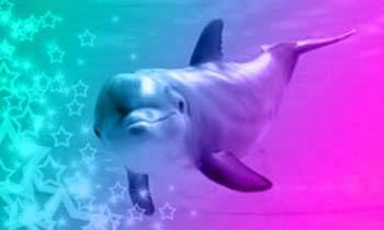 dolphin