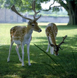 my.photo - deer at knole park