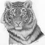 Tigress -pencil