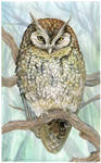 Screech Owl in ink + acrylic by LisaCrowBurke