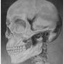 skull pencil drawing