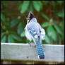 Ruffled Blue Jay