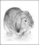 bunny portrait 2 -pencil by LisaCrowBurke