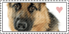 German Shepherd Dog by UsualCase