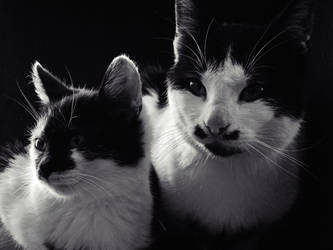 black white cats