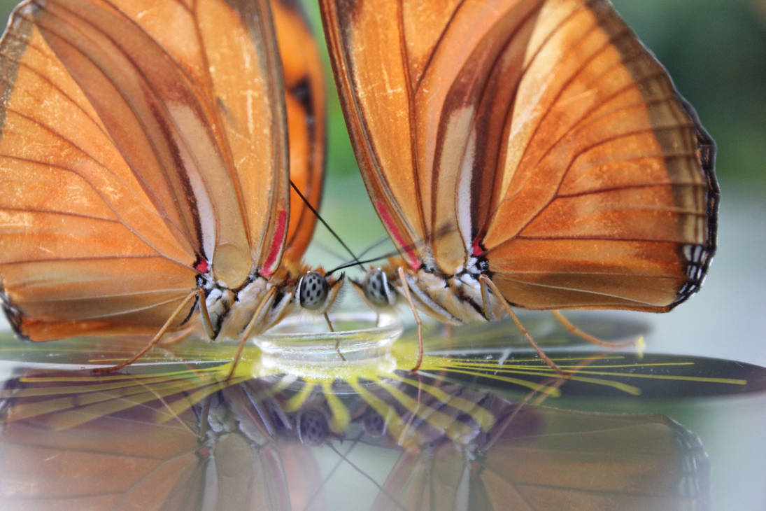 Butterfly Wings XLVI by dragonfuture