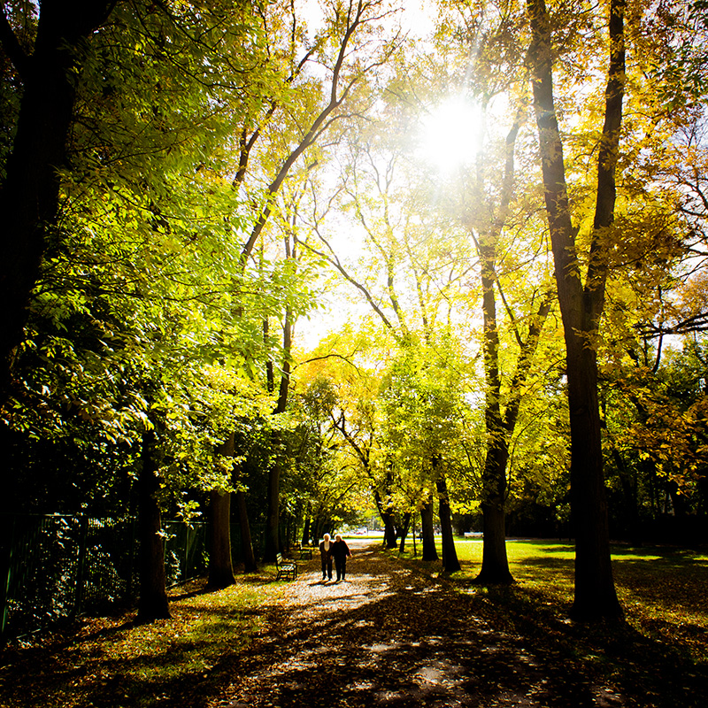 Autumn Light