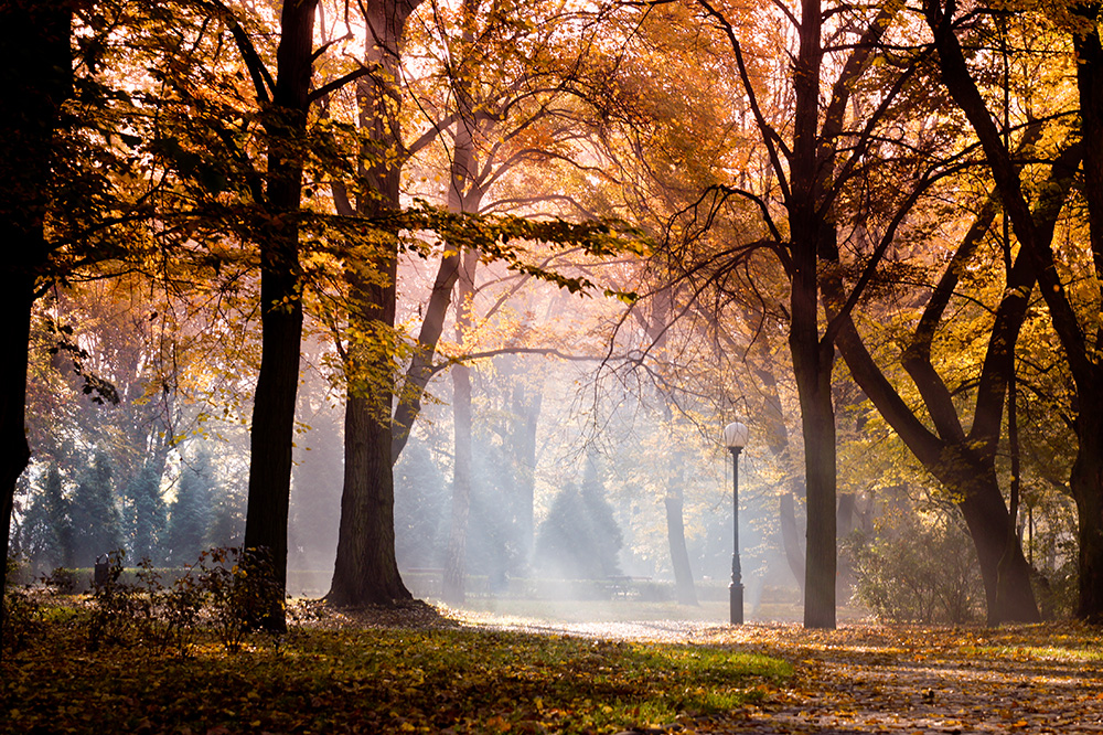 Autumn Leaving