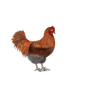 Chicken walkcycle