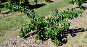 Casimiroa edulis (White Sapote)