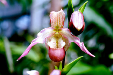 lady orchid