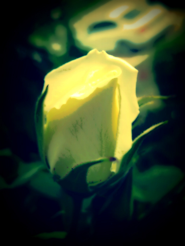 White_Rose_2