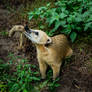 coati