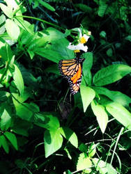 Orange butterfly