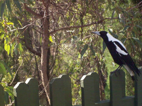 Bird On A Fence