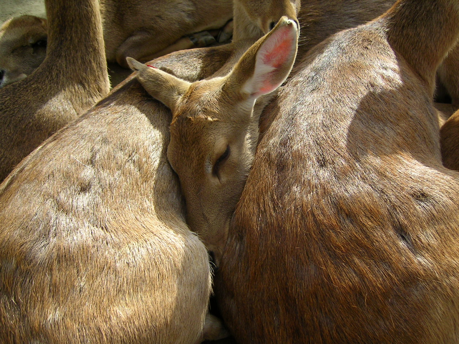 The Sleeping Deer