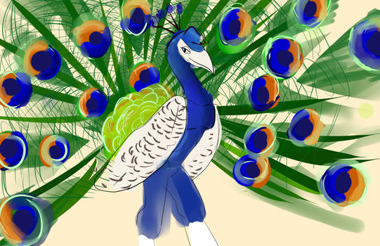 Sumit the peacock