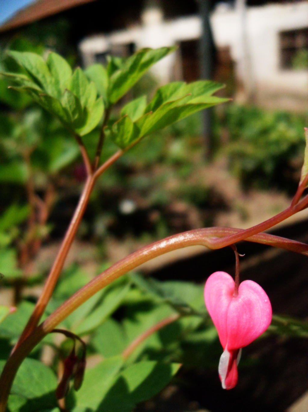 Bleeding Hearts