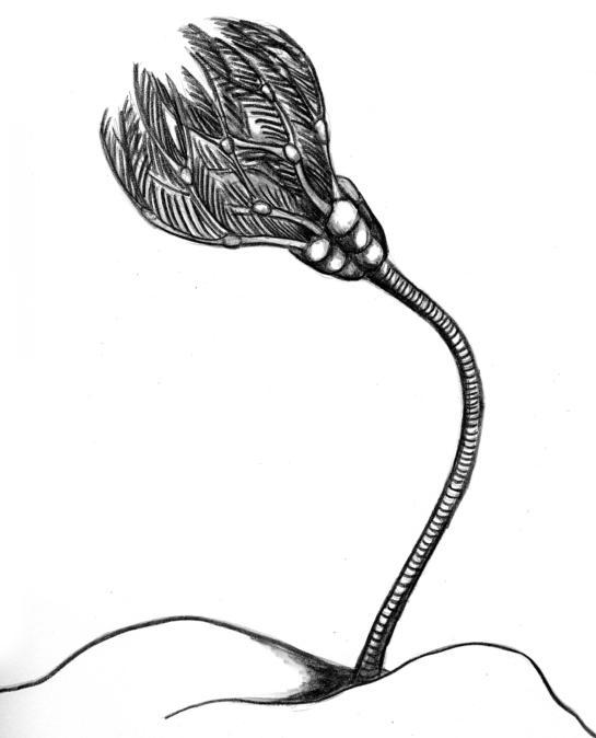 Crinoid By Donyaquick On Deviantart