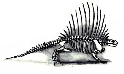 Edaphosaurus Skeleton