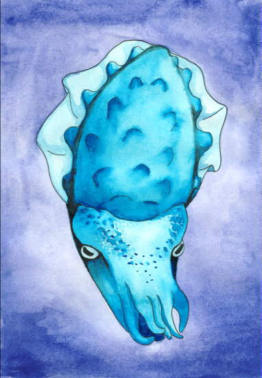 Cuttlefish in Blue