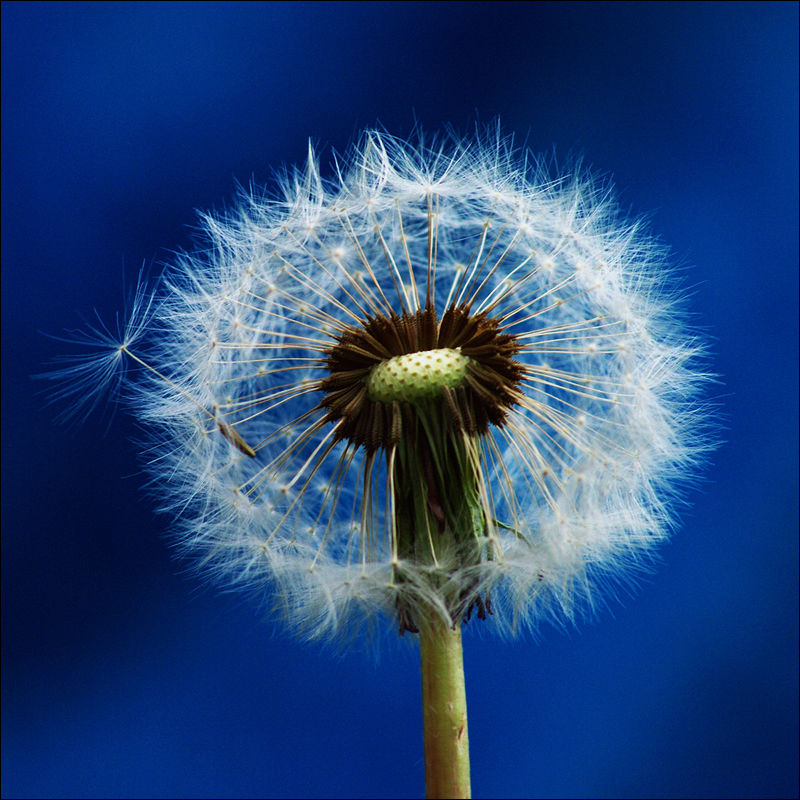 Dandelion