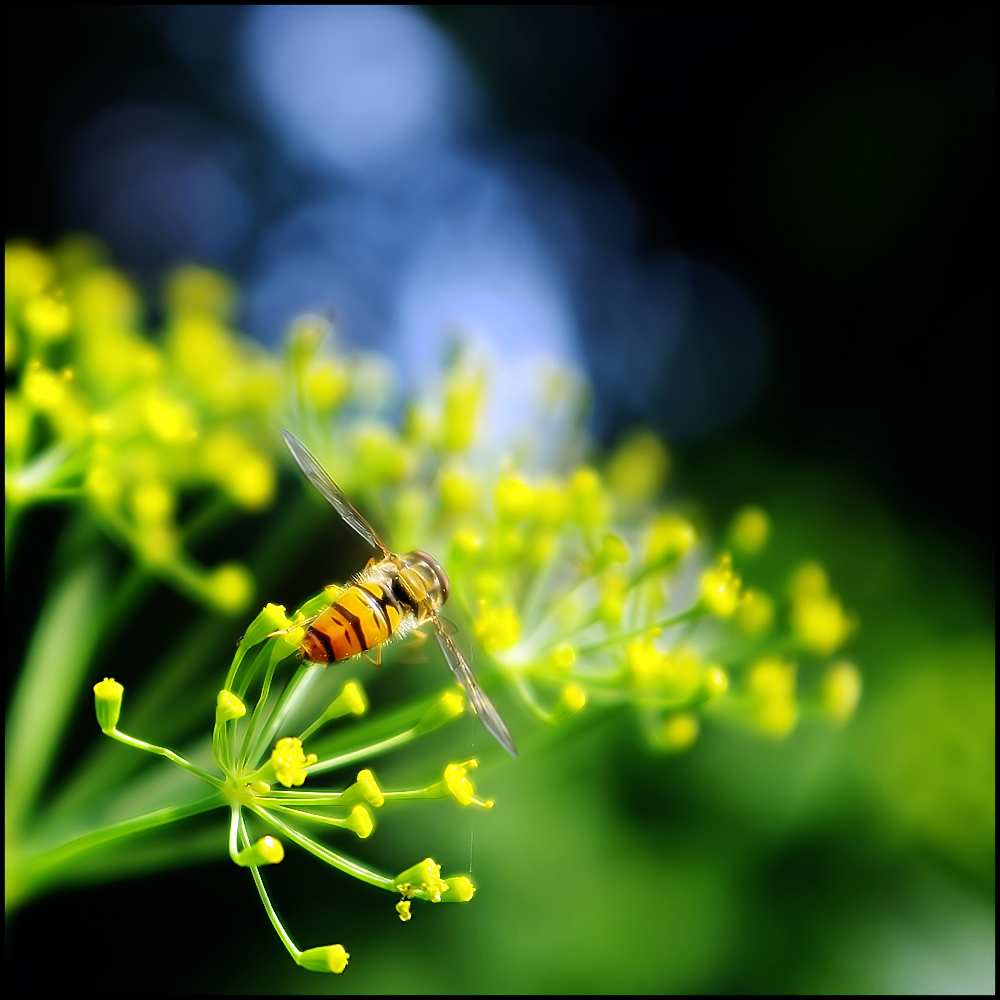 dill with fly